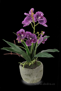 Orchidea v květináči miltonia fialová