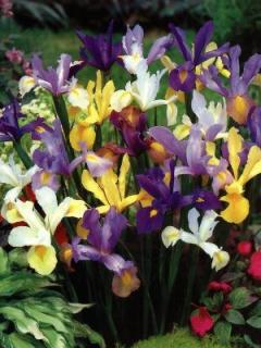 Iris hollandica - směs barev (10 ks)