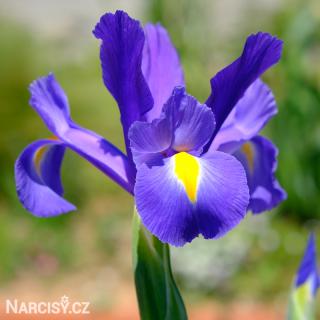 Iris -  Blue magic hollandica 10 ks