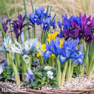Iris reticulata - Směs nízkých kosatců 100 ks
