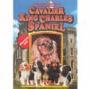 Cavalier King Charles Spaniel Chováme psy
