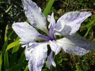 Kosatec japonský 'Mottled Beauty' - Iris laevigata 'Mottled Beauty'