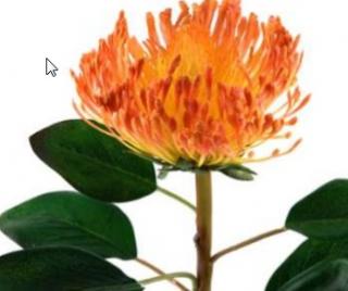 Umělá květina - Africká protea oranžová
