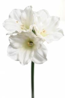 Umělá květina - Amarylis bílý 65cm