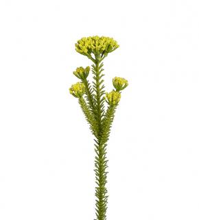 Umělá květina - Limonka 30 cm