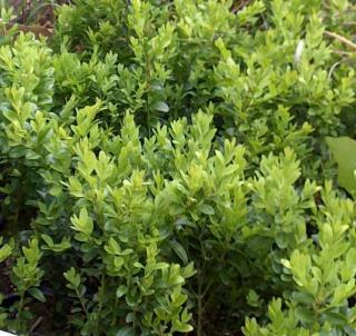 Buxus zelený - větší (buxus Sempervirens)