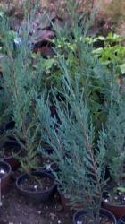 Jalovec Blue Arrow - AKCE (Juniperus Scopulorum Blue Arrow)