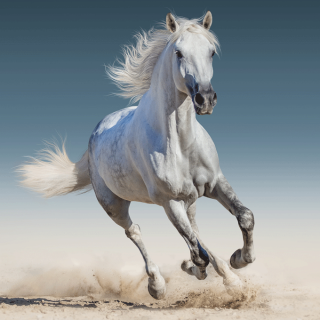 JERRY FABRICS Povlak na polštářek White horse micro  Polyester, 40/40 cm