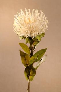 DRY PROTEA Aranžovací květina bílá 73 cm