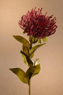 DRY PROTEA Aranžovací květina červená 73 cm