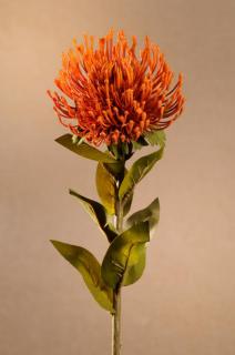 DRY PROTEA Aranžovací květina oranžová 73 cm