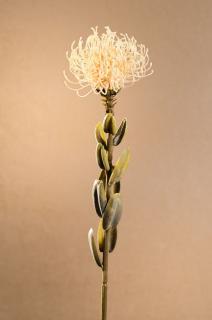 DRY SMALL PROTEA Aranžovací květina bílá 61 cm