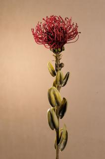 DRY SMALL PROTEA Aranžovací květina červená 61 cm