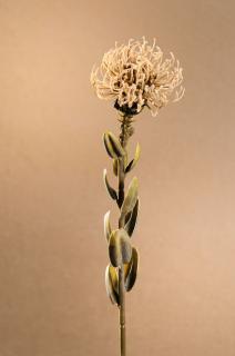 DRY SMALL PROTEA Aranžovací květina krémová 61 cm