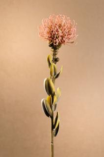 DRY SMALL PROTEA Aranžovací květina růžová 61 cm