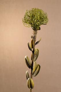 DRY SMALL PROTEA Aranžovací květina zelená  61 cm