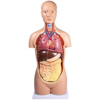 Lidské torzo - 12-dílný anatomický model